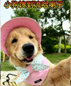 Golden retriever in pink bucket hat