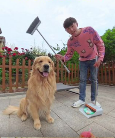 Golden retriever helping outdoors