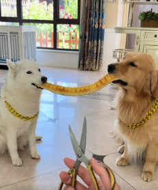 Two dogs sharing a snack